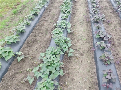 Areaal bataat in Vlaanderen daalt in 2024