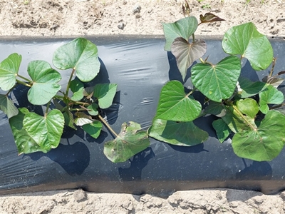 Succesvolle uitbouw van de teelt van bataat in Vlaanderen