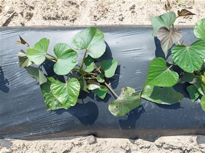 Succesvolle uitbouw van de teelt van bataat in Vlaanderen