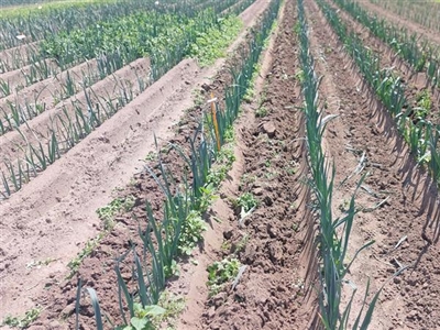 Meer speelruimte bij onkruidbestrijding prei