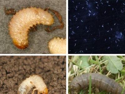 Kunnen wetting agents zorgen voor een efficiëntere toepassing van aaltjes tegen larven van taxuskever, emelten en engerlingen?