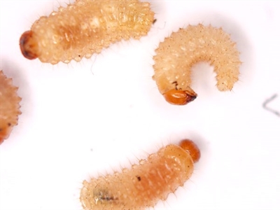 Bodeminsecten: herkenning, schade en monitoring