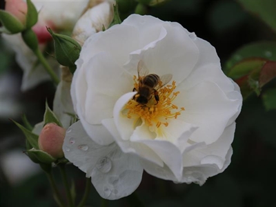 SIER+: sierplanten met functionele meerwaarde voor voeding en ecosysteem