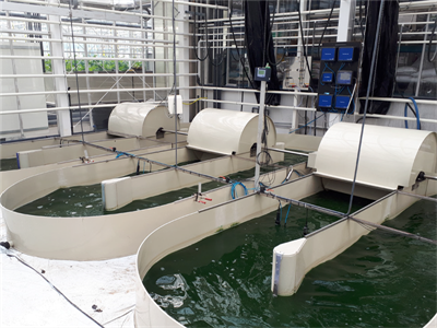 Brochure SPIRULINA een microalg met potentieel