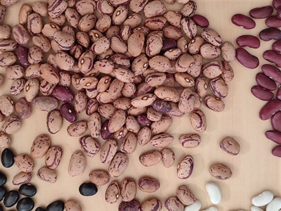 KIPEi: Ketenbreed Initiatief voor Plantaardig Eiwit uit Vlaamse koude serres