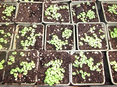 We kopen samen biologische potgrond aan