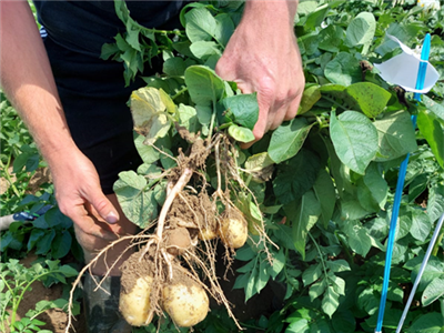 Opbrengst seizoen 2024 vooral bepaald door plantdatum