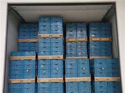 Kwaliteitsproblemen uien komen tot uiting