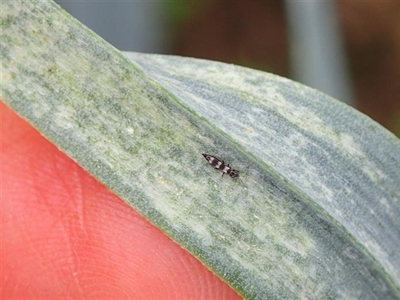 Nieuwe website bundelt alle informatie over IPMTrips