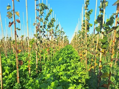 Vanggewassen bewijzen hun nut