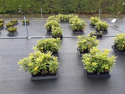 Innovatieve ziekte- en plaagbeheersing in de openlucht sierteelt