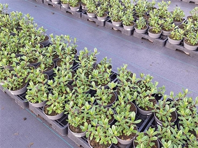 Dierlijke mest als alternatief voor kunstmest