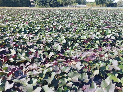 Hogere watergift in bataatteelt levert hogere opbrengst op