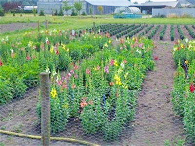 Accenten in de proefprogramma’s 2025 voor sierteelt en groenvoorziening