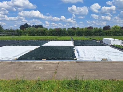 Preventie van hittestress en zonnebrand bij azalea