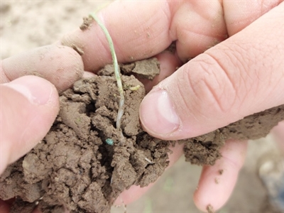 Heb je een uienperceel dat een moeilijke start kent? Contacteer ons!