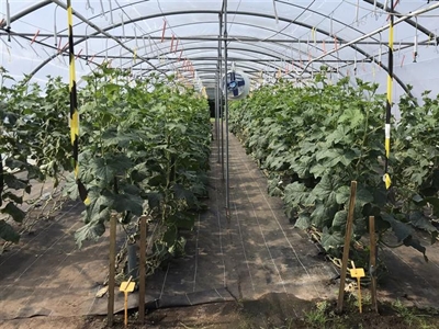 Rendabel komkommers telen in tunnels: wat werkt echt?