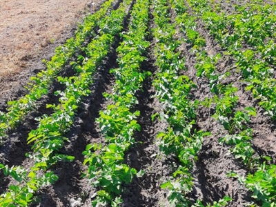 Winterpastinaak komt de winter goed door