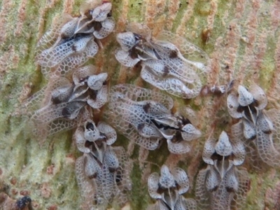 Meer en meer plataannetwants gespot