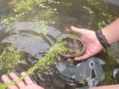 De teelt van ondergedoken waterplanten