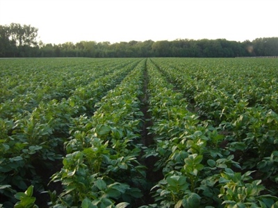 Waarschuwing aardappelziekte BIO - 20/05/2025