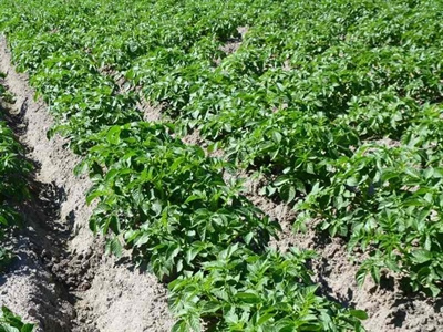 Waarschuwing aardappelziekte BIO - 27/05/2025