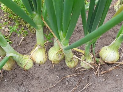Winteruien goed aan de groei houden