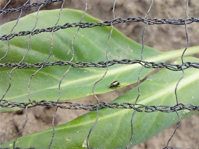 Mooi weer trekt ongenode gasten naar kolen