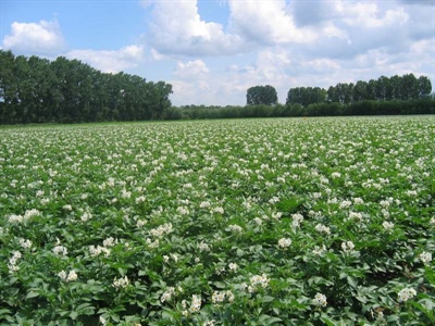 Waarschuwing aardappelziekte – 16/06/2025