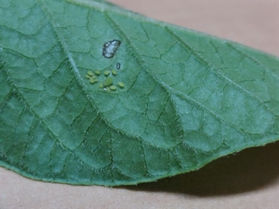 Waarschuwing bladluizen in consumptieaardappelen – 17/06/2025