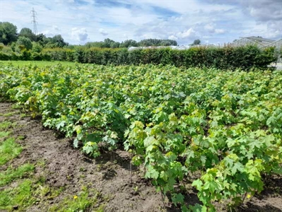 Effect van droogte-mitigerende technieken op bodemvocht en gewasgroei