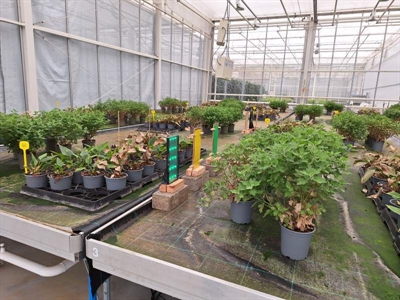 Innovatieve technologieën voor de monitoring van ziekten en plagen