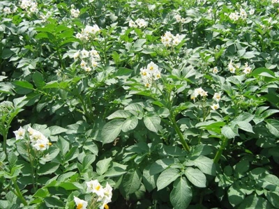 Waarschuwing aardappelziekte – 24/06/2025