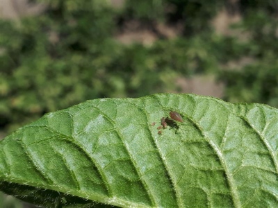 Waarschuwingen bladluizen in pootgoed - 26/06/2025