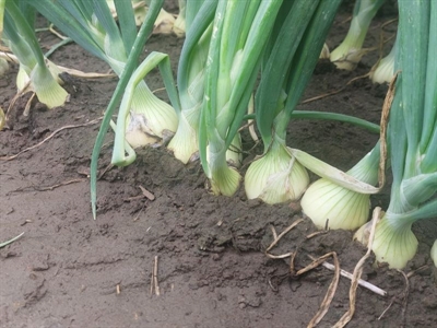 Opbrengst winteruien aan de lage kant