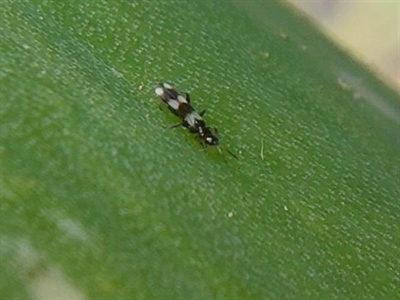 De inzet van rooftripsen tegen tabakstrips in uien toont potentieel