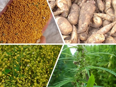 Op zoek naar een nieuwe teelt? Ontdek ze met de CropExplore for Farmers-tool!