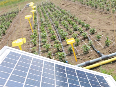 Invloed van een beredeneerde irrigatie op de kwaliteit en houdbaarheid van biobloemen