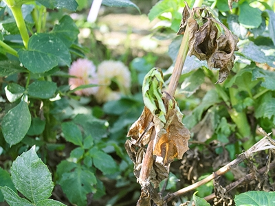 Pathogene bodemschimmels bij biologische snijbloemen