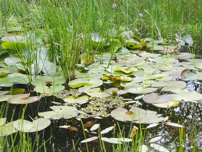 Beheer en (her)introductie van ondergedoken waterplanten in stromende waterlopen