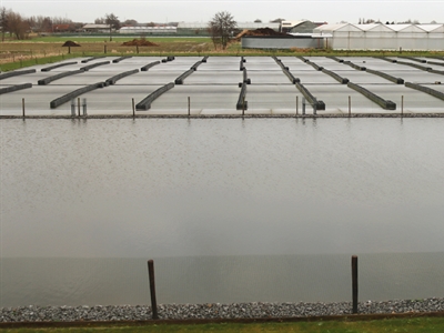 Duurzaam watergebruik bij sierteelt op containervelden