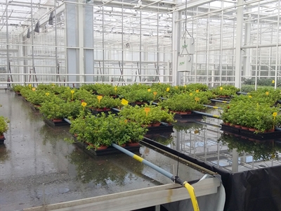 UNIFORCE: toepassen van IPM-strategieën om plaagmijten te bestrijden in bessen, zachtfruit en houtige sierplanten