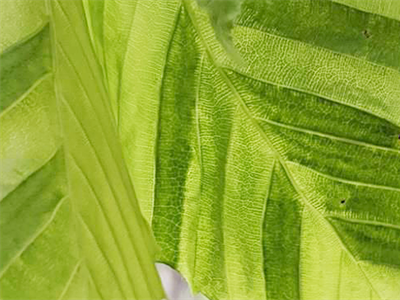 NEMAFAGUS: fytosanitaire status en epidemiologie van de beukenbladziekte in België