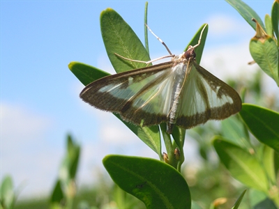 SOS Buxusmot: sensibilisering rond het monitoren en beheersen van de buxusmot (Cydalima perspectalis) in Vlaanderen