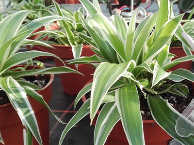 Sense-IT: evaluatie van nieuwe sensortechnologie voor energie- en innovatieve teeltoptimalisatie