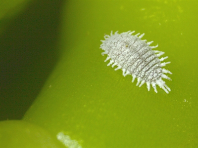 Beheersing van wolluisproblemen in de sierteelt binnen een IPM-systeem