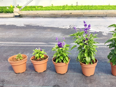 ALTER-PEAT: alternatieven voor veen in zachtfruitteelt, champignonteelt en sierteelt