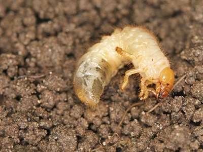 Duurzame monitoring en beheersing van belangrijke bodemplagen in de openlucht sierteelt