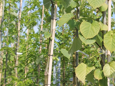 Green-Air: uitwisseling van groene kennis voor een gezondere binnen- en buitenlucht