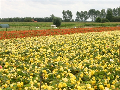 Siertelers en Keten Sterk
